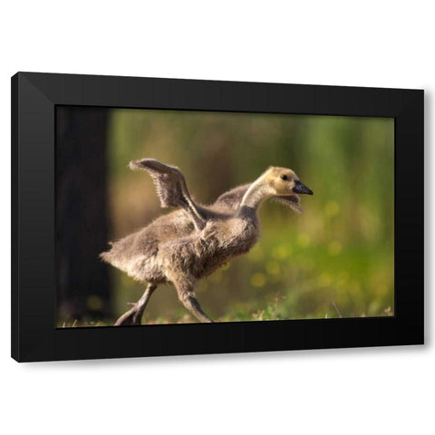 California, San Diego, Lakeside Canada Gosling Black Modern Wood Framed Art Print by Talbot Frank, Christopher