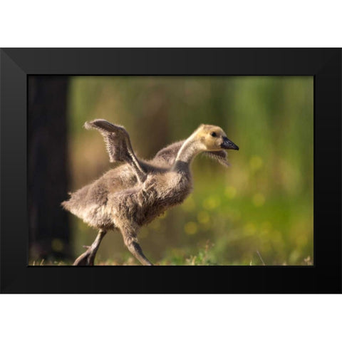 California, San Diego, Lakeside Canada Gosling Black Modern Wood Framed Art Print by Talbot Frank, Christopher