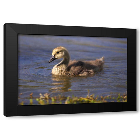 California, San Diego, Lakeside Canada Gosling Black Modern Wood Framed Art Print with Double Matting by Talbot Frank, Christopher