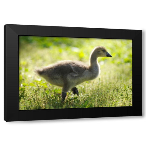 California, San Diego, Lakeside Canada Gosling Black Modern Wood Framed Art Print by Talbot Frank, Christopher