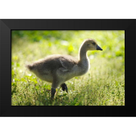 California, San Diego, Lakeside Canada Gosling Black Modern Wood Framed Art Print by Talbot Frank, Christopher