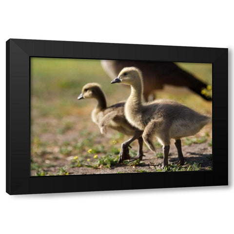 CA, San Diego, Close up of Canada Goslings Black Modern Wood Framed Art Print by Talbot Frank, Christopher