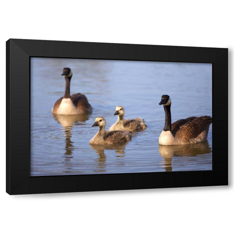 California, San Diego, Lakeside Canada Goslings Black Modern Wood Framed Art Print by Talbot Frank, Christopher