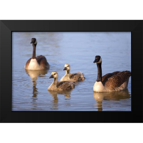California, San Diego, Lakeside Canada Goslings Black Modern Wood Framed Art Print by Talbot Frank, Christopher