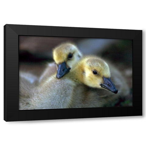 California, San Diego, Lakeside Canada Goslings Black Modern Wood Framed Art Print with Double Matting by Talbot Frank, Christopher