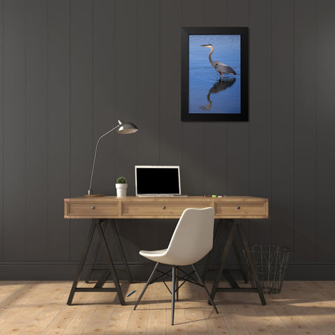California, San Diego, Lakeside Great Blue Heron Black Modern Wood Framed Art Print by Talbot Frank, Christopher