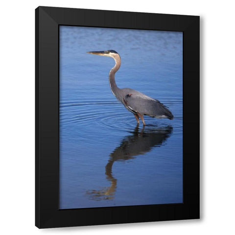 California, San Diego, Lakeside Great Blue Heron Black Modern Wood Framed Art Print by Talbot Frank, Christopher