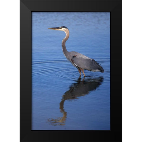 California, San Diego, Lakeside Great Blue Heron Black Modern Wood Framed Art Print by Talbot Frank, Christopher
