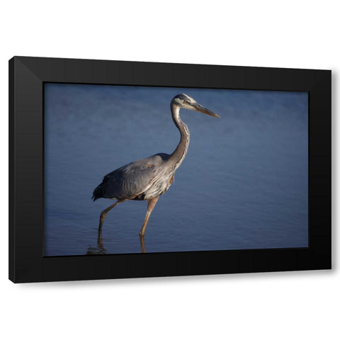 California, San Diego, Lakeside Great Blue Heron Black Modern Wood Framed Art Print by Talbot Frank, Christopher