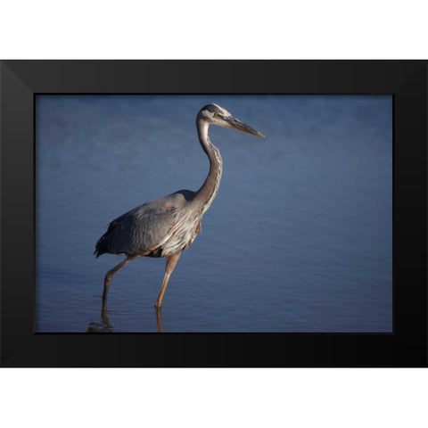 California, San Diego, Lakeside Great Blue Heron Black Modern Wood Framed Art Print by Talbot Frank, Christopher