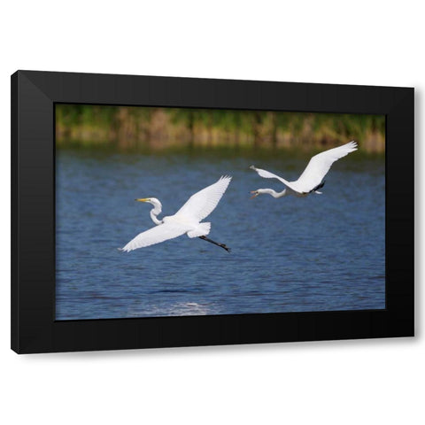 California, San Diego, Lakeside Great Egrets Black Modern Wood Framed Art Print by Talbot Frank, Christopher