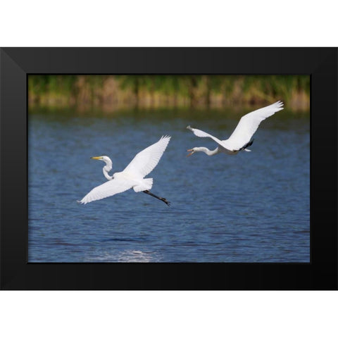 California, San Diego, Lakeside Great Egrets Black Modern Wood Framed Art Print by Talbot Frank, Christopher