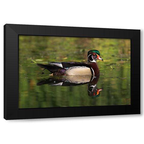 USA, California, San Diego, Lakeside Wood Duck Black Modern Wood Framed Art Print by Talbot Frank, Christopher