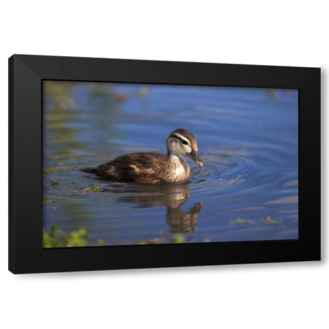 California, San Diego, Lakeside Wood Duckling Black Modern Wood Framed Art Print with Double Matting by Talbot Frank, Christopher