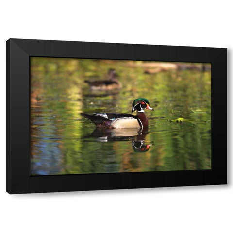 USA, California, San Diego, Lakeside Wood Ducks Black Modern Wood Framed Art Print by Talbot Frank, Christopher