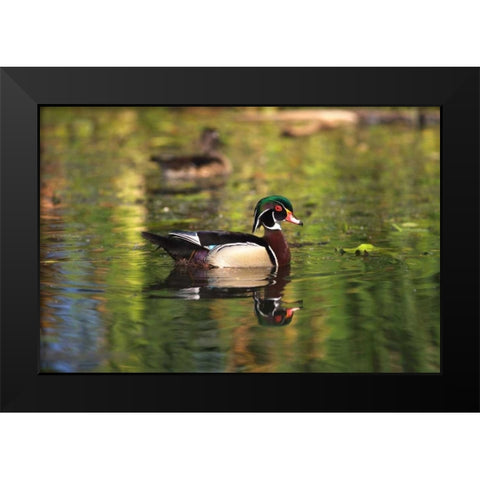 USA, California, San Diego, Lakeside Wood Ducks Black Modern Wood Framed Art Print by Talbot Frank, Christopher