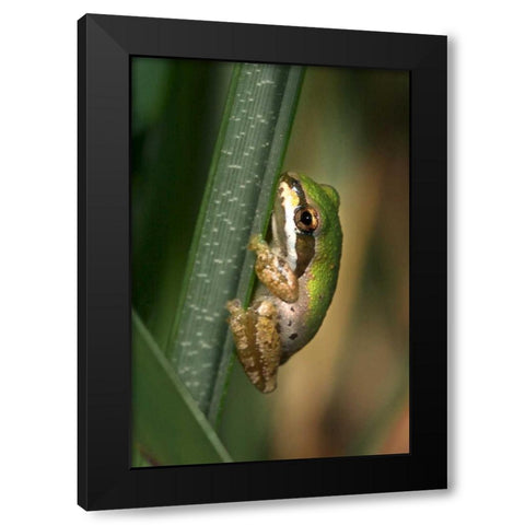 CA, San Diego, Mission Trails Green Tree Frog Black Modern Wood Framed Art Print with Double Matting by Talbot Frank, Christopher