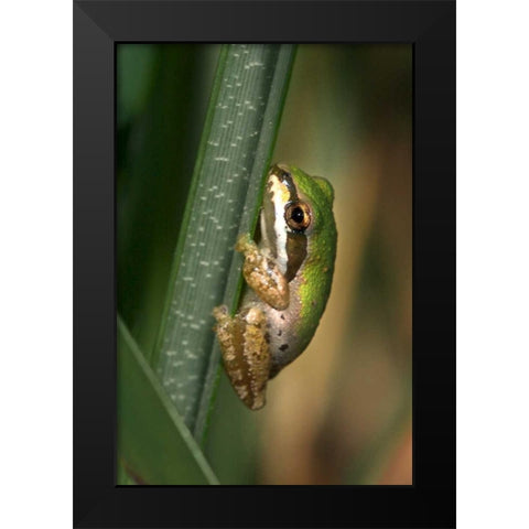 CA, San Diego, Mission Trails Green Tree Frog Black Modern Wood Framed Art Print by Talbot Frank, Christopher
