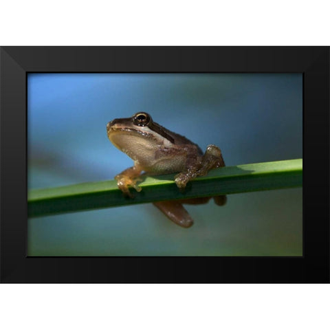 CA, San Diego, Mission Trails A Baby Tree Frog Black Modern Wood Framed Art Print by Talbot Frank, Christopher