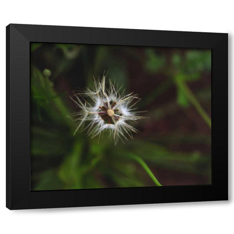 CA, San Diego, Mission Trails Park A Dandelion Black Modern Wood Framed Art Print by Talbot Frank, Christopher