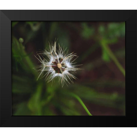 CA, San Diego, Mission Trails Park A Dandelion Black Modern Wood Framed Art Print by Talbot Frank, Christopher