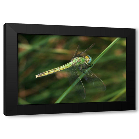 CA, San Diego, Mission Trails A Green Dragonfly Black Modern Wood Framed Art Print with Double Matting by Talbot Frank, Christopher