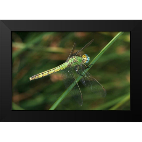 CA, San Diego, Mission Trails A Green Dragonfly Black Modern Wood Framed Art Print by Talbot Frank, Christopher