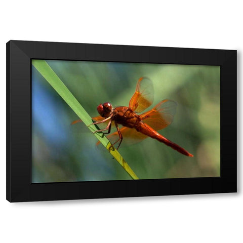 CA, San Diego, Mission Trails A Orange Dragonfly Black Modern Wood Framed Art Print with Double Matting by Talbot Frank, Christopher