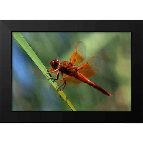 CA, San Diego, Mission Trails A Orange Dragonfly Black Modern Wood Framed Art Print by Talbot Frank, Christopher