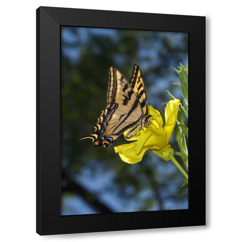 CA, Mission Trails Anise Swallowtail Butterfly Black Modern Wood Framed Art Print with Double Matting by Talbot Frank, Christopher