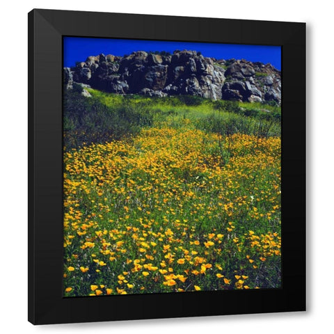CA, San Diego, Mission Trails California Poppies Black Modern Wood Framed Art Print with Double Matting by Talbot Frank, Christopher