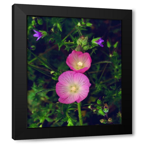 CA, San Diego, Mission Trails Checker Bloom Black Modern Wood Framed Art Print by Talbot Frank, Christopher