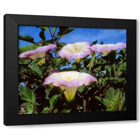 CA, San Diego, Mission Trails Datura flowers Black Modern Wood Framed Art Print with Double Matting by Talbot Frank, Christopher