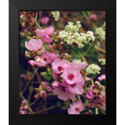 CA, San Diego, Mission Trails Wildflowers Black Modern Wood Framed Art Print by Talbot Frank, Christopher