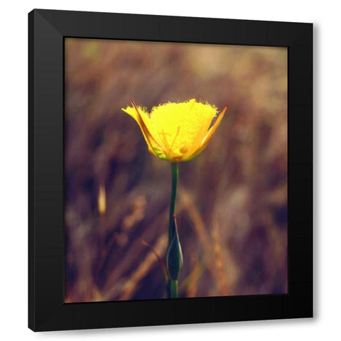 CA, San Diego, Mission Trails Mariposa Lily Black Modern Wood Framed Art Print by Talbot Frank, Christopher