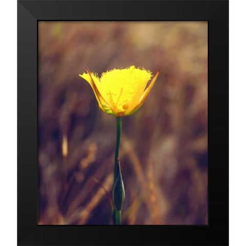 CA, San Diego, Mission Trails Mariposa Lily Black Modern Wood Framed Art Print by Talbot Frank, Christopher