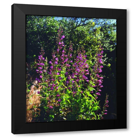 CA, San Diego, Mission Trails Showy Penstemon Black Modern Wood Framed Art Print with Double Matting by Talbot Frank, Christopher