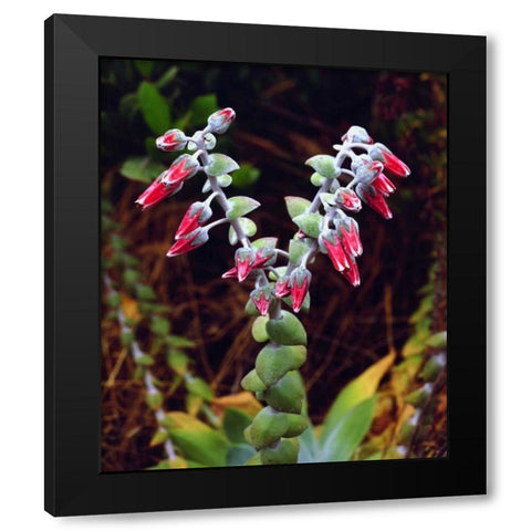 CA, San Diego, Mission Trails Succulent flowers Black Modern Wood Framed Art Print with Double Matting by Talbot Frank, Christopher