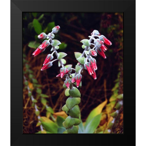 CA, San Diego, Mission Trails Succulent flowers Black Modern Wood Framed Art Print by Talbot Frank, Christopher