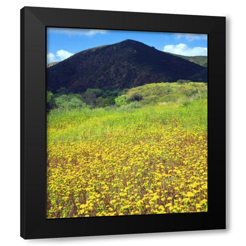 CA, San Diego, Mission Trails Park flowers Black Modern Wood Framed Art Print by Talbot Frank, Christopher