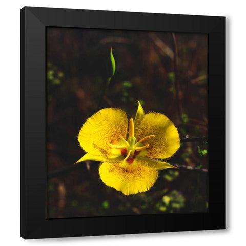 CA, San Diego, Mission Trails Park flowers Black Modern Wood Framed Art Print with Double Matting by Talbot Frank, Christopher