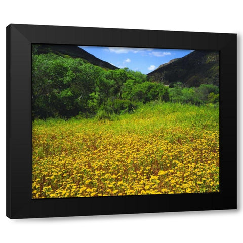 CA, San Diego, Mission Trails Park flowers Black Modern Wood Framed Art Print with Double Matting by Talbot Frank, Christopher