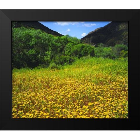 CA, San Diego, Mission Trails Park flowers Black Modern Wood Framed Art Print by Talbot Frank, Christopher