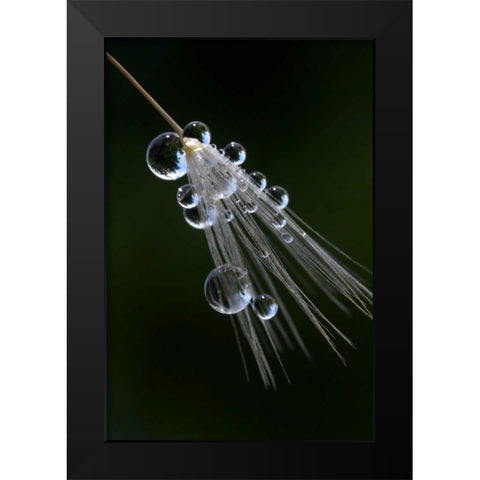 California, San Diego, Water drops on a dandelion Black Modern Wood Framed Art Print by Talbot Frank, Christopher