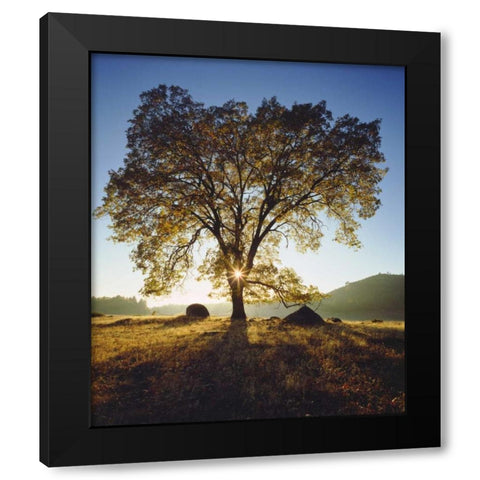 California, San Diego Black Oak Tree in Autumn Black Modern Wood Framed Art Print by Talbot Frank, Christopher