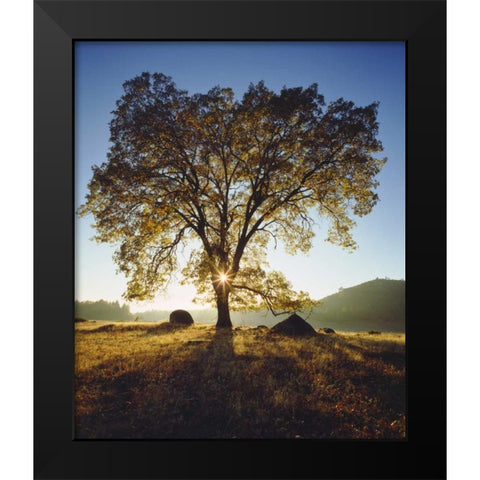 California, San Diego Black Oak Tree in Autumn Black Modern Wood Framed Art Print by Talbot Frank, Christopher