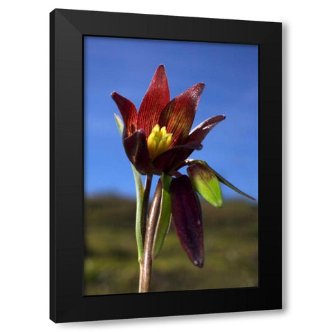 CA, Rattlesnake Canyon Chocolate Lilly Black Modern Wood Framed Art Print with Double Matting by Talbot Frank, Christopher