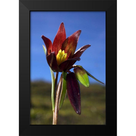 CA, Rattlesnake Canyon Chocolate Lilly Black Modern Wood Framed Art Print by Talbot Frank, Christopher