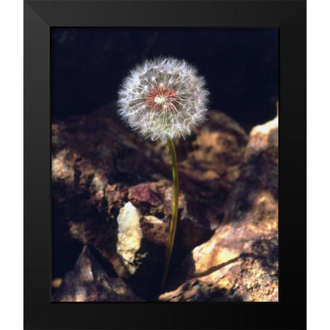 USA, California, San Diego Dandelion Black Modern Wood Framed Art Print by Talbot Frank, Christopher