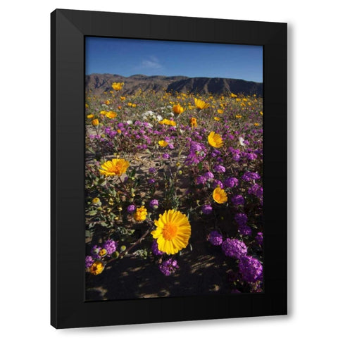 CA, San Diego Desert wildflowr scenic Black Modern Wood Framed Art Print by Talbot Frank, Christopher